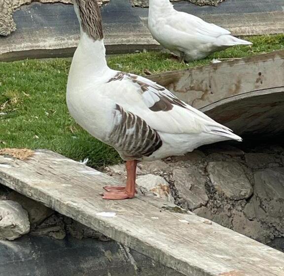 هتل La Finka Cajamarca