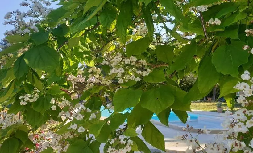 Aamiaismajoitus (B&B) Mas Des Rochers   Romance Tropicale