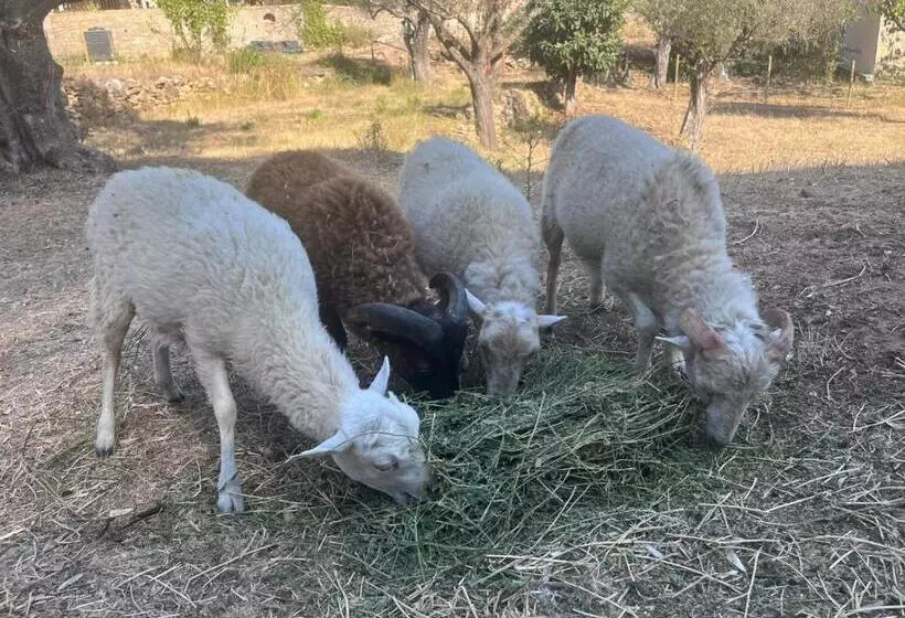 Aamiaismajoitus (B&B) Mas Des Rochers   Romance Tropicale