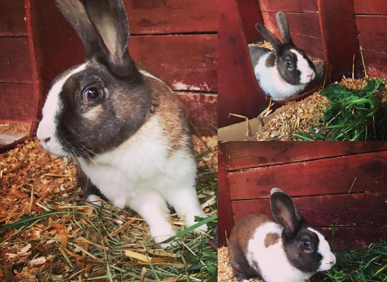 Bed and Breakfast Brådtom Slusscafé & Stugor