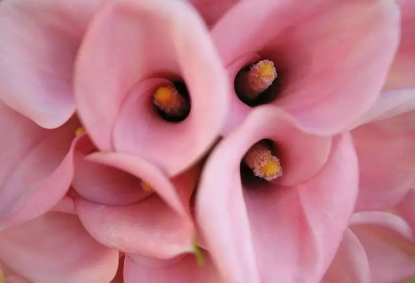 هتل Villa Margherita