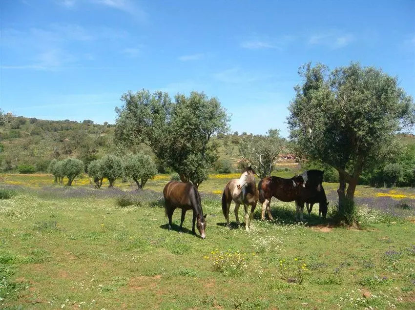 Hotel Nespereira & Moinho Velho - Campground