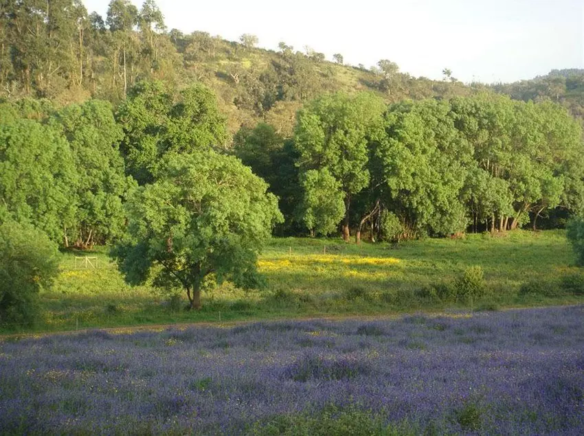 Hotel Nespereira & Moinho Velho - Campground