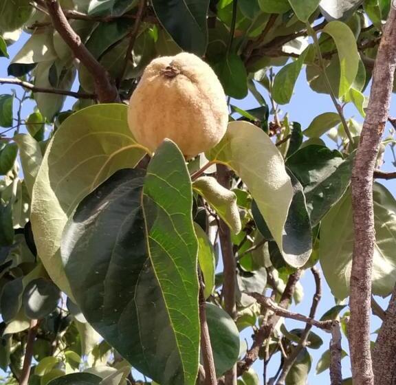 تختخواب و صبحانه Starbal Love