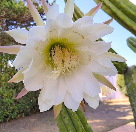 تختخواب و صبحانه Starbal Love