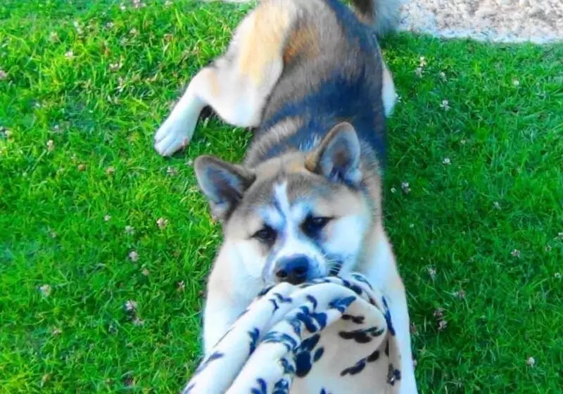 Hotelli Fattoria Pianetti