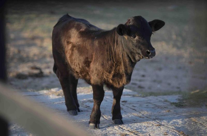 ホテル Flat Monte Castelo