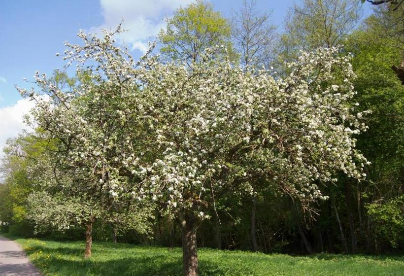 Отель Restaurant Bären