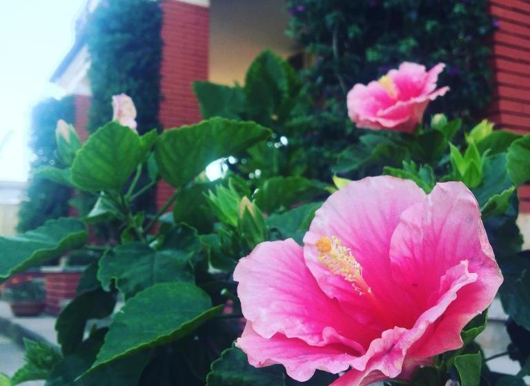 פנסיון Residenza Campus Roma