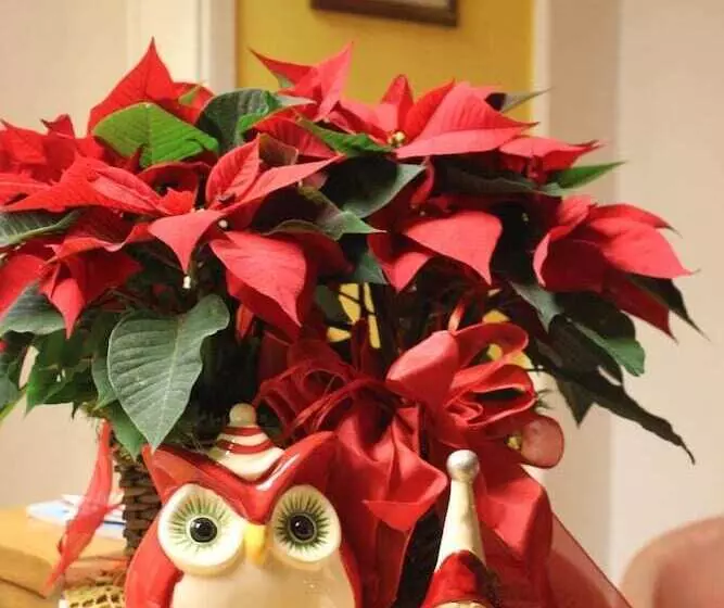 Отель Albergo Alassio