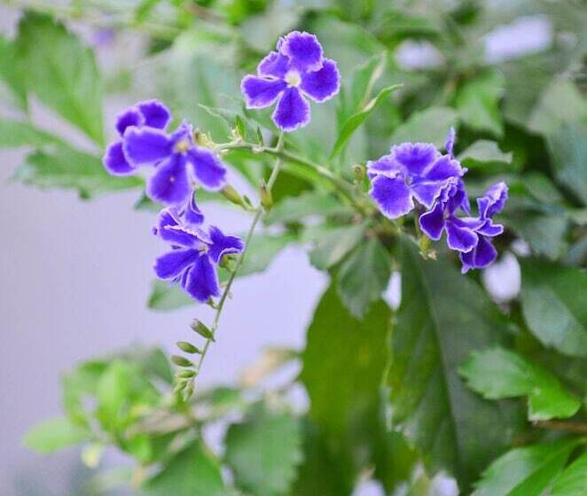 Casa Hotel Jardin Azul