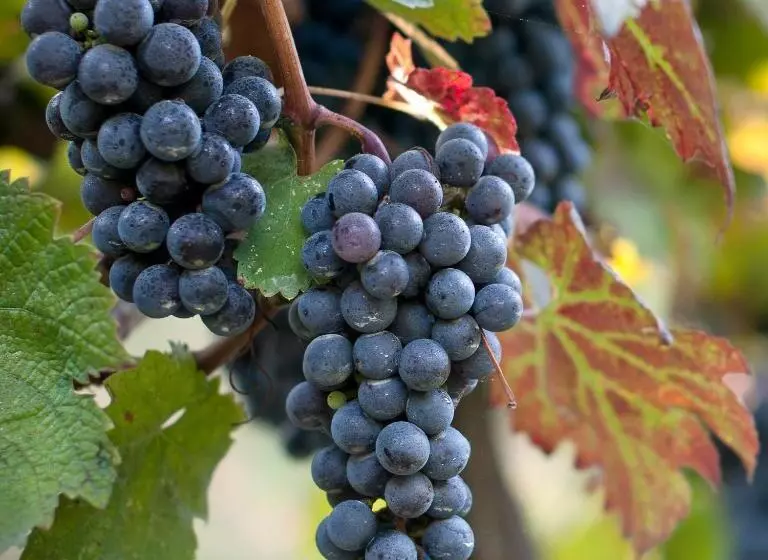 Отель Albergo La Vigna