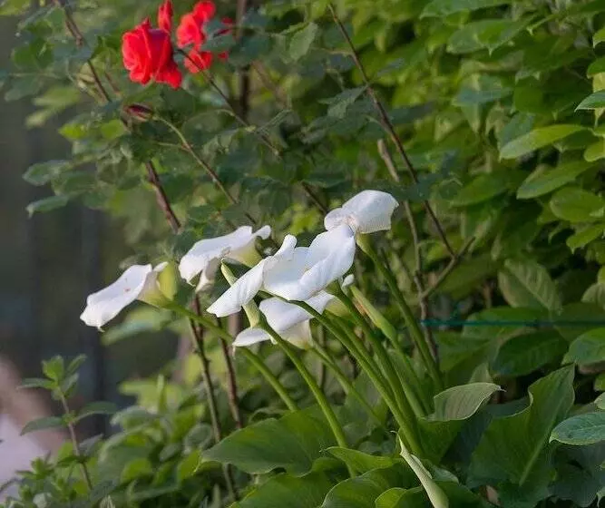 酒店 Cà Masawalsa