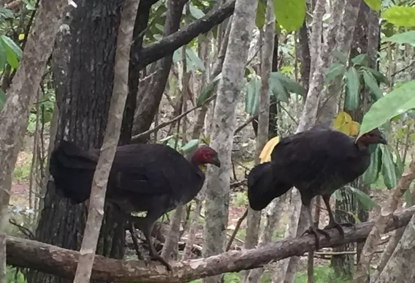 Byron Bay Rainforest Resort