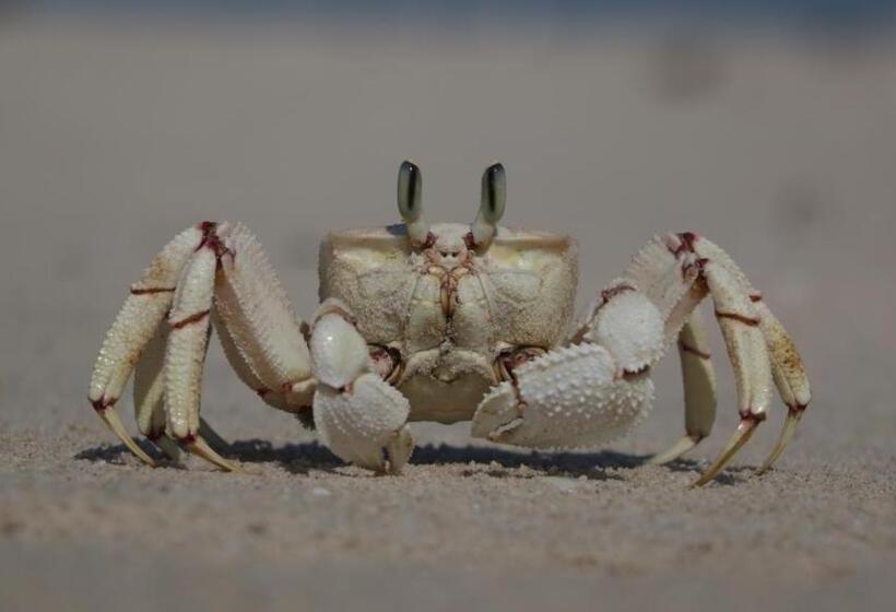 Villas Do Indico Eco   Resort & Spa Lodge