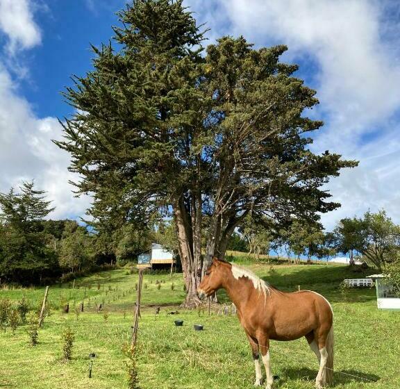 Bed & Breakfast Cabañas El Abuelo