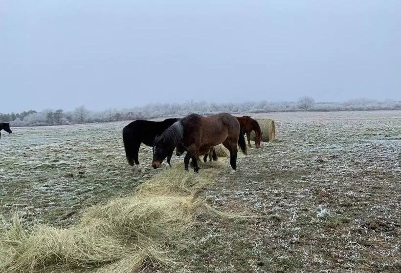 Aamiaismajoitus (B&B) Chambres D Hôte à La Ferme Des Buttons, Chambre Iris