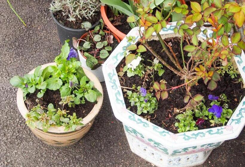 Пансион Leaded Light Guest House