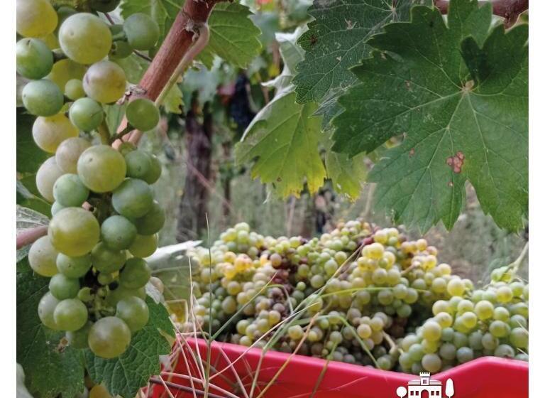 Отель Agriturismo Aia Antica