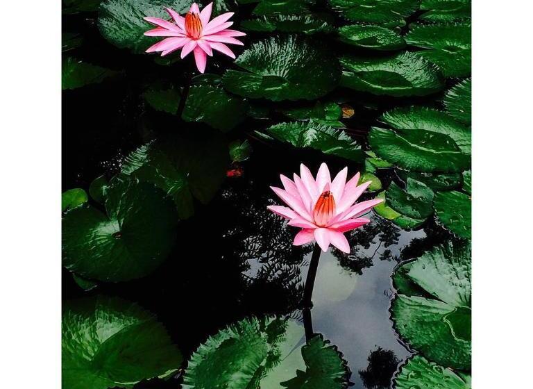 فندق Devi Bhawan   A Heritage