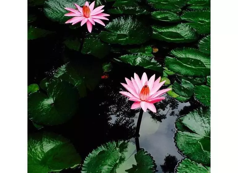 Hôtel Devi Bhawan   A Heritage