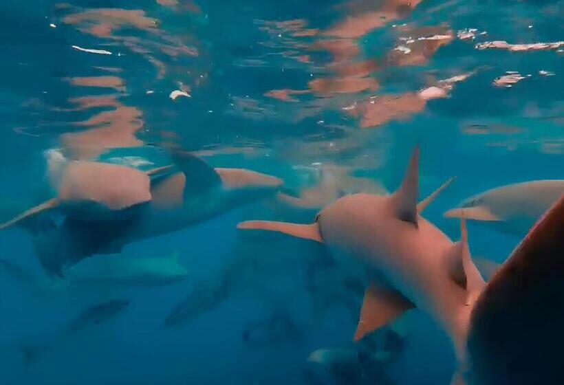 Pensão Noah Private Beach House