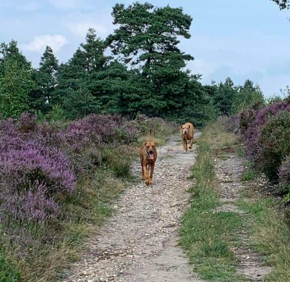 צימר Haarles Landleven