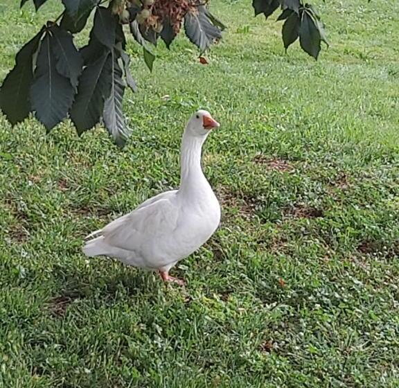 Bed and Breakfast Domaine De Codeval