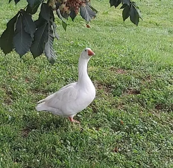 Aamiaismajoitus (B&B) Domaine De Codeval