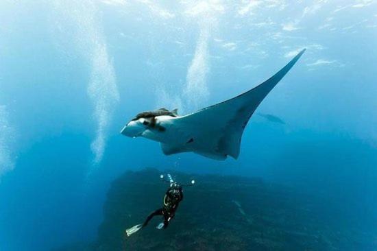 فندق Coco Ukulhas Villa