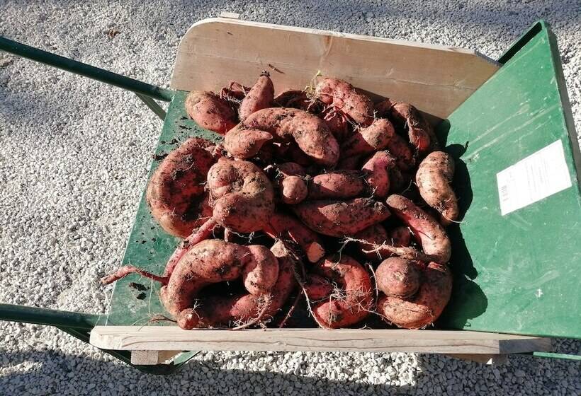 Bed and Breakfast Domaine De Savignac