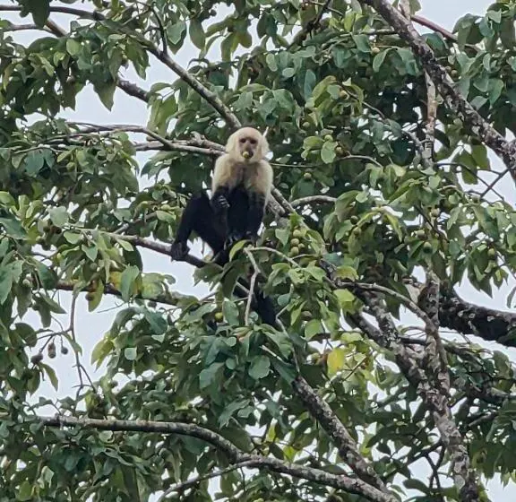 Hotelli Monteverde House