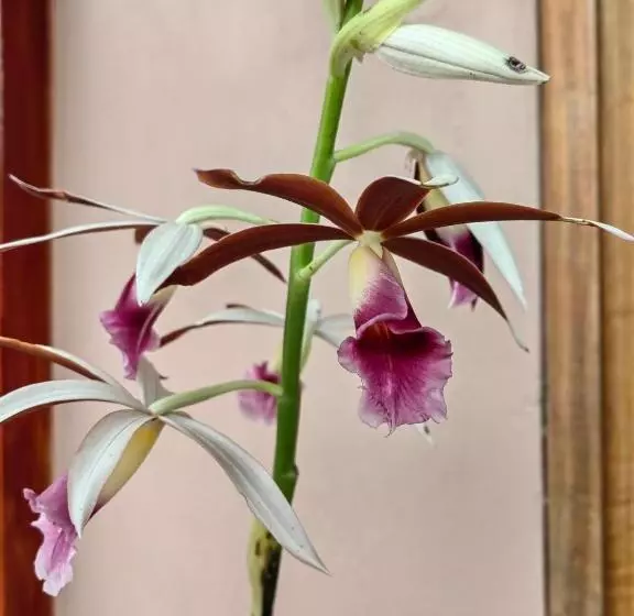 Hotelli Monteverde House