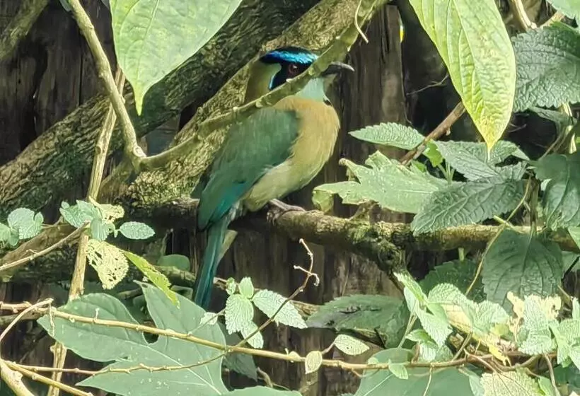 Hotelli Monteverde House