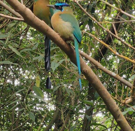 هتل Monteverde House