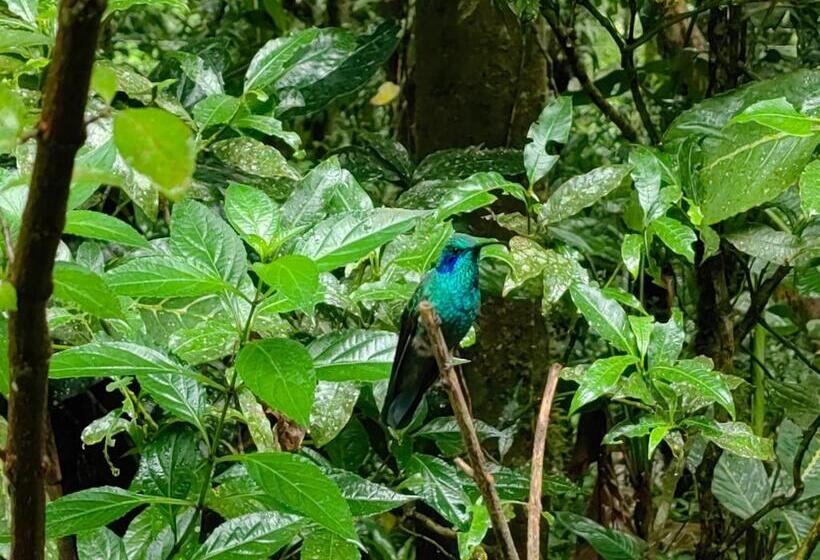 هتل Monteverde House