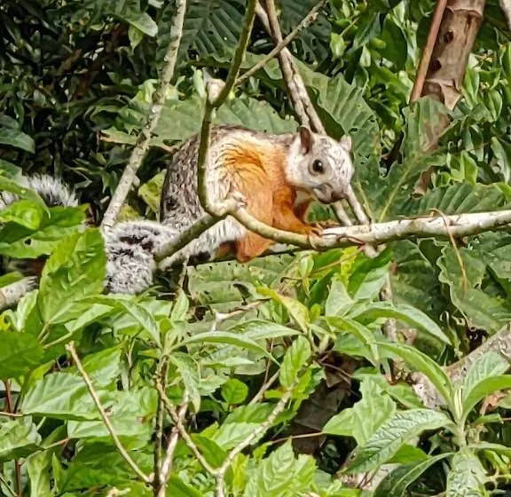 Hotelli Monteverde House