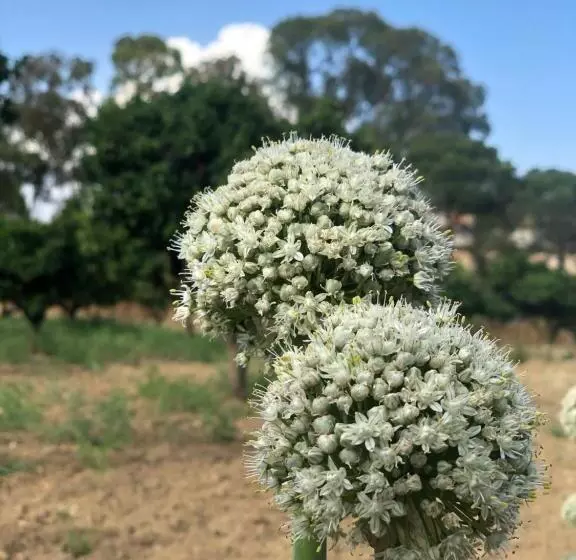 پانسیون Agrialma