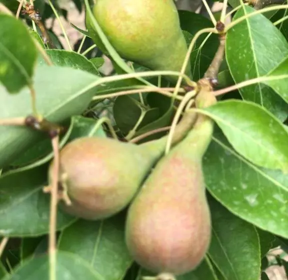 پانسیون Agrialma