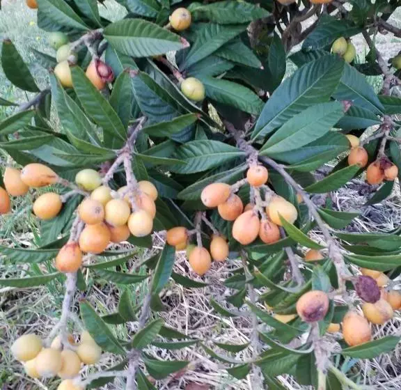 پانسیون Agrialma