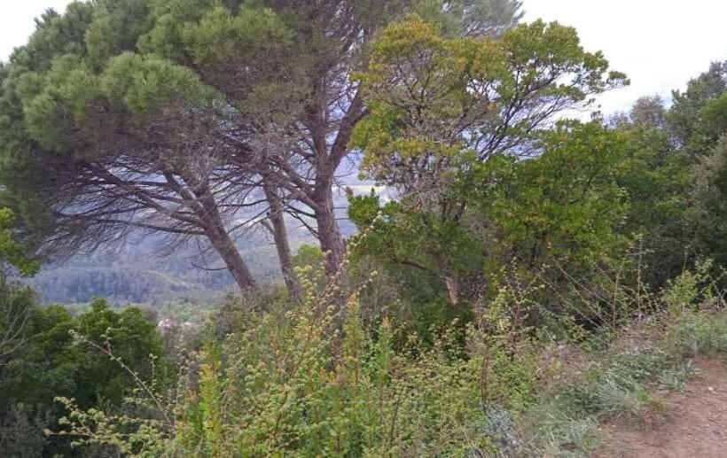 פנסיון La Terraza