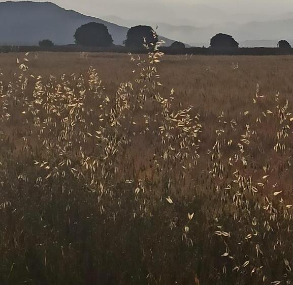 פנסיון La Terraza