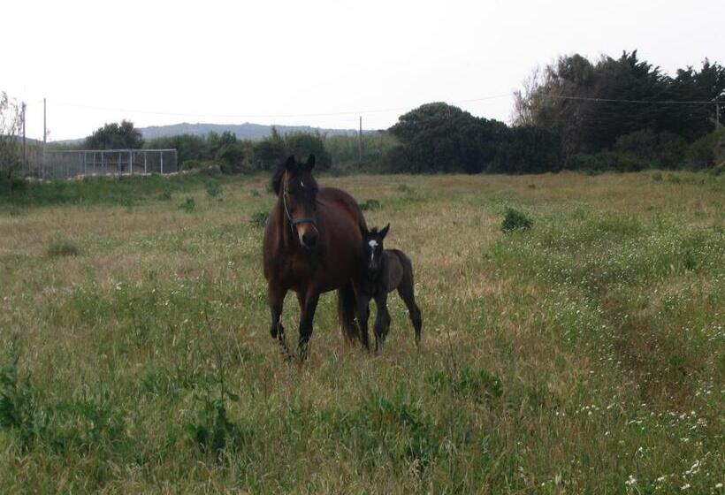 호텔 Agriturismo La Tana Di Lu Maccioni