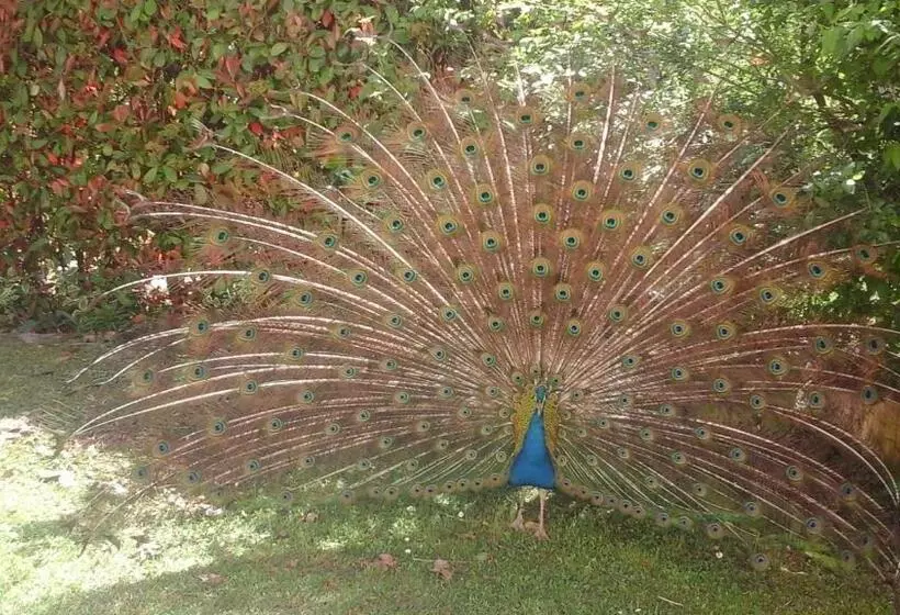 ペンション Il Castellare