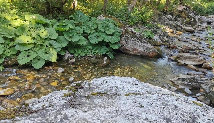 پانسیون Pinetrees Lodge