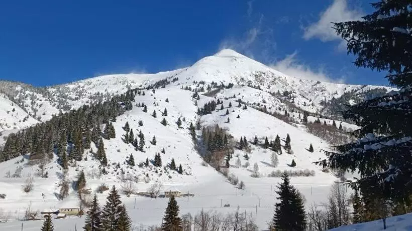 پانسیون Pinetrees Lodge