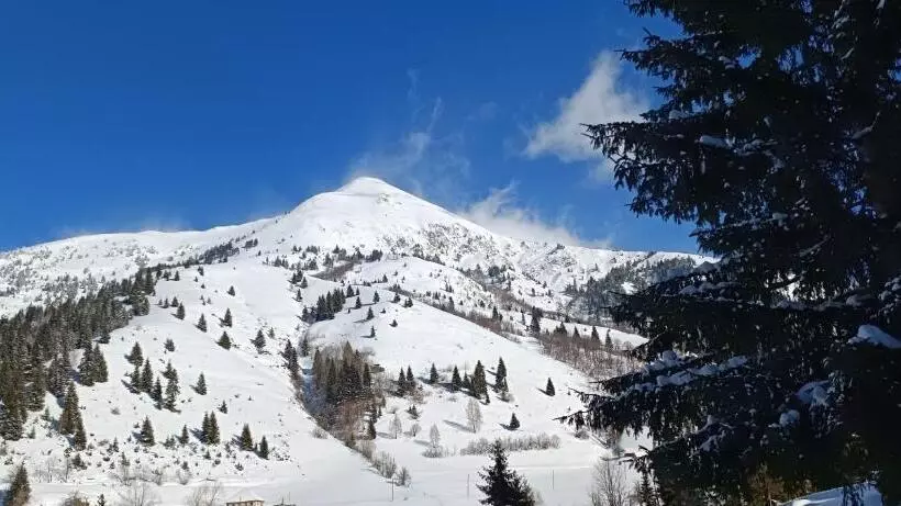 پانسیون Pinetrees Lodge
