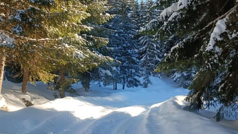 پانسیون Pinetrees Lodge