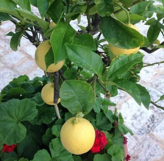 ベッドアンドブレックファースト Masseria Boezio Ostuni