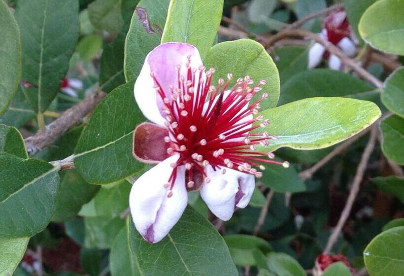 צימר Masseria Boezio Ostuni